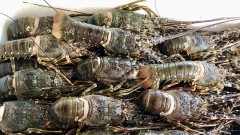 Enterprises seek for official export lobster Channel to China