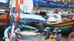Removing the IUU "yellow card": Vietnam’s efforts expected to reap fruit soon