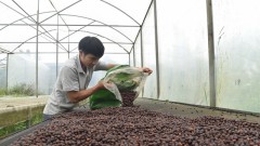 Coffee export struggles to exceed $4 bln this year