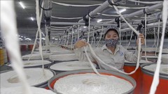 Vietnam's fibre exports foresee positive signals