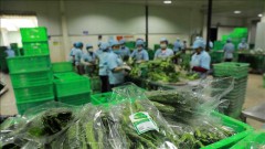 Quality–based branding of fruits and vegetables to tap opportunities of UKVFTA for export expansion