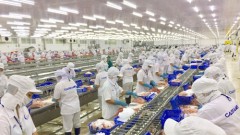 With increased orders, seafood exports for the whole year will reach 9 billion USD
