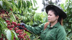 UKVFTA spreads the presence of Vietnamese coffee in the UK market