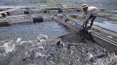 Developing reservoir fisheries, building brands for the domestic market
