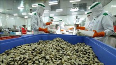 Ample room to grow and develop Vietnamese clam exports