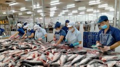 Catfish exports show positive growth in most markets
