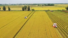 Mekong Delta to develop one million hectares of high-quality, low-carbon rice production by 2030