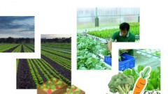 Vietnam striving for vegetable exports worth 1-1.5 bln USD by 2030
