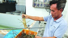 Seafood exports avoid dependence on imported raw materials