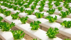 Going green crucial for growing agricultural exports