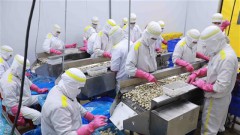 Ample room to develop Vietnamese clam exports
