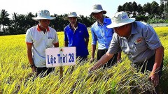 New position of Vietnamese rice
