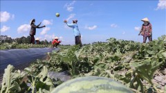 China opening market for VN fruits to bring billions of dollars in exports