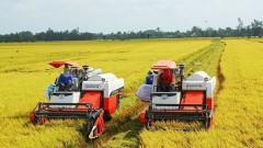 Export results in 2023 provide stepping stone for&nbsp;rice sector&nbsp;next year