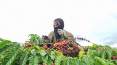 Coffee supply in a severe shortage, prices forecast to continue increasing in 2024