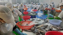 Surimi, fishmeal exports expected to climb to $1b