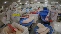 Vietnam targets 2 billion USD in tra fish exports in 2024