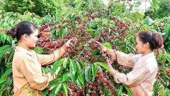 Exporting coffee starts the new crop season with many concerns
