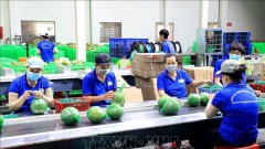 Exports of fruits, vegetables expected to grow by 15-20% in 2024