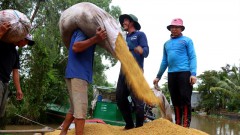 Linkage between farmers and exporters critical to promote sustainable rice export