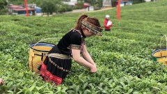 Where is the position of Vietnamese tea stand in major markets around the world?