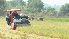 Italian firms seek partners to enhance partnership in Vietnam's agricultural mechanisation