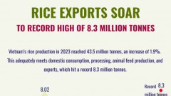 Rice exports soar to record 8.3 million tonnes