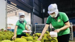 Fruit, vegetable exports expected to flourish in 2024