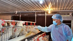 Opportunity to export poultry meat to China