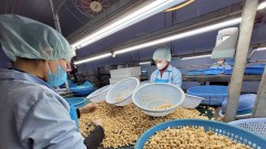 Reconfigure the global cashew supply chain to prevent disruptions