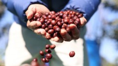 Domestic coffee prices at record high