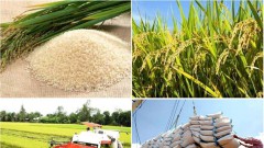 Rice sector needs stronger linkage chain