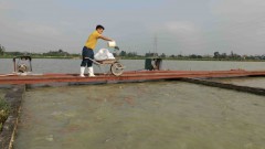 Hanoi boosts sustainable aquaculture with high-tech farming