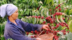 Vietnamese coffee export seeing great potential