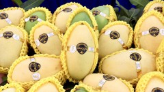 Bright prospects for An Giang mangos to conquer more demanding markets