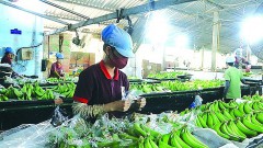 Take advantage to increase fruit and vegetable exports to nearby markets