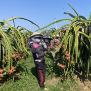 Off-season dragon fruit prices surge amid farmers’ delights