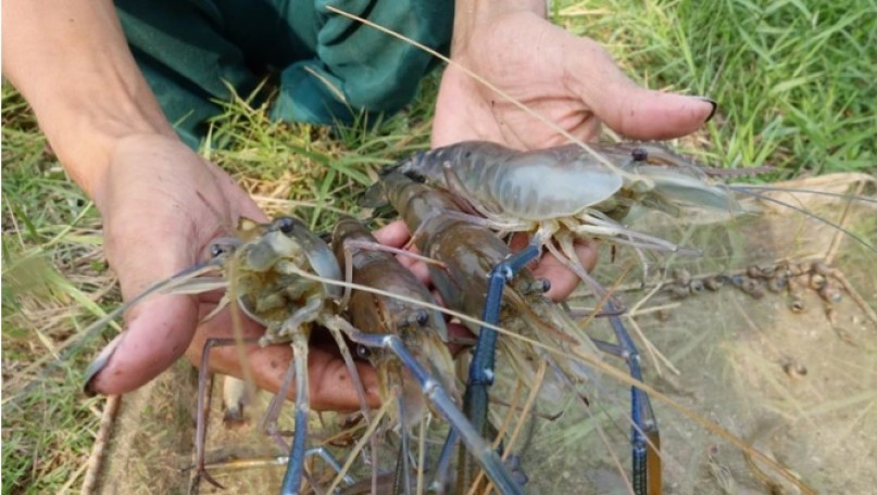 Prolonged drought causing severe damages to shrimp farmers