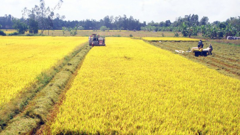 Traceability records maintain reputation of Vietnamese rice