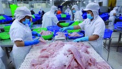 Pangasius exports are forecasted to bounce back at the end of the year