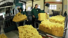Vietnam’s rubber export value expected to reach 3.3 billion USD in 2024