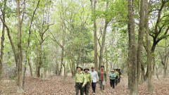 Carbon credit – Solution for&nbsp;reforesting Central Highlands