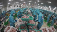 Vietnam’s tra fish export tipped to bounce back