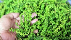 Vietnamese pepper prices see strong upward trend
