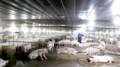 Companies embrace IPOs for new investment opportunities amid potential risks