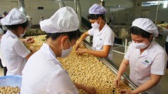 Volatility in cashew prices raises supply chain breakage risk