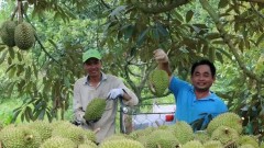 Compliance with import market’s requirement – a must to bolster fruit exports