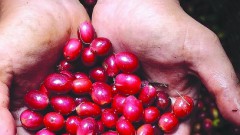 Developing specialty coffee to enhance the value and reputation of Vietnamese coffee