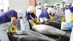 Tuna exports expected to grow by 20% in H1