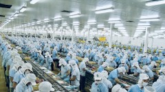 Seafood businesses clearly point out barriers affecting exports